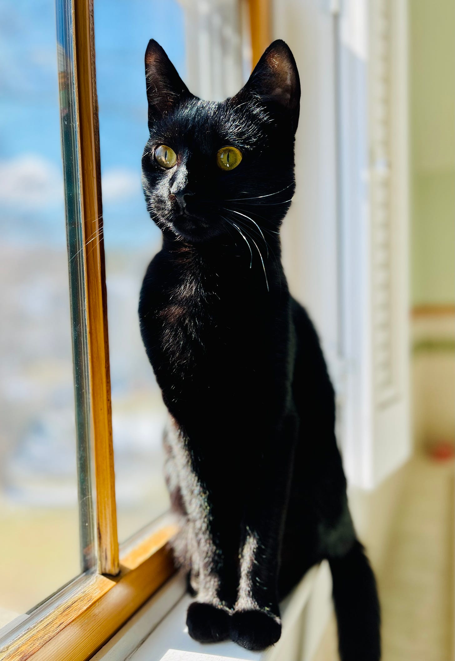 black cat sitting primly on a windowsill looking out