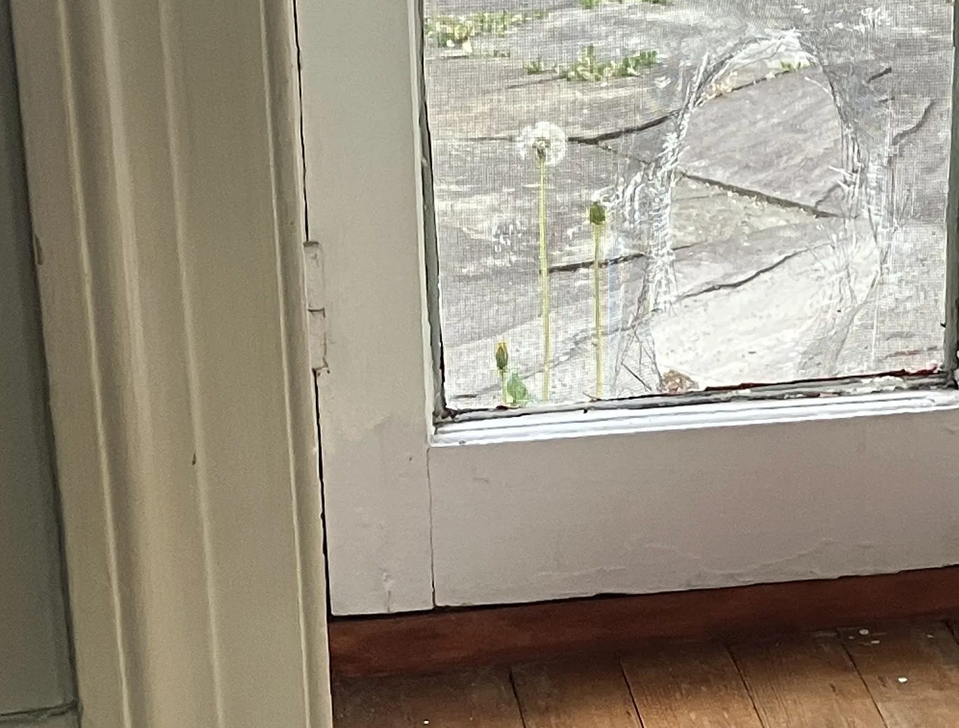 A dandelion greets me next to the hole the neighborhood cat bore through the window screen. 
