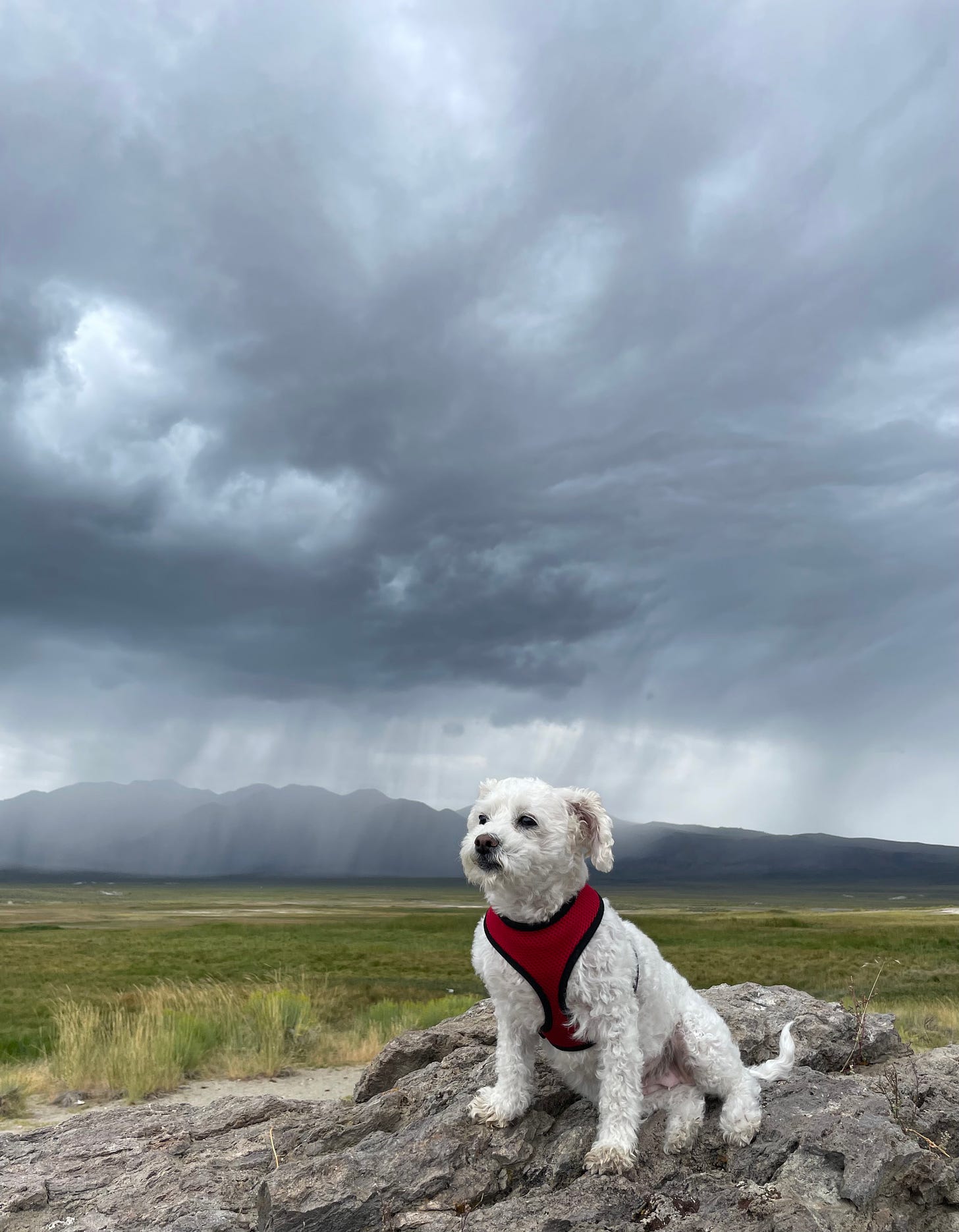 A small white dog in a red harness in the foreground, a dark grey overcast sky and mountains in the distance