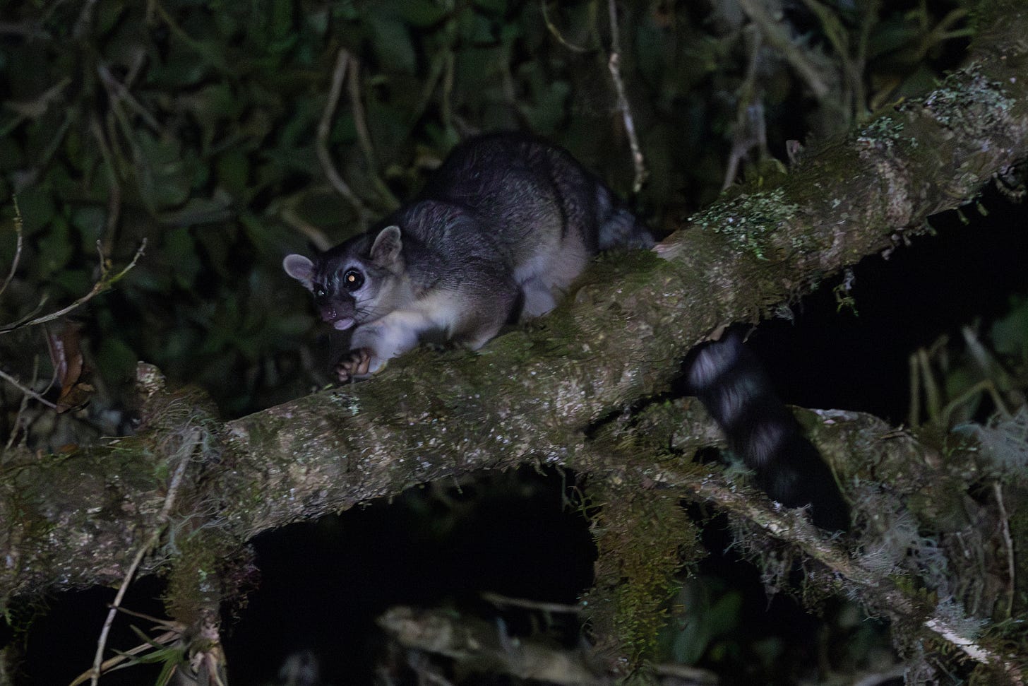 a big-eyed mammal that looks like a raccoon but with a more cat-like face and a long ring tail, walking to the left along a branch in the dark. it is illuminated and its eyes are shiny looking.