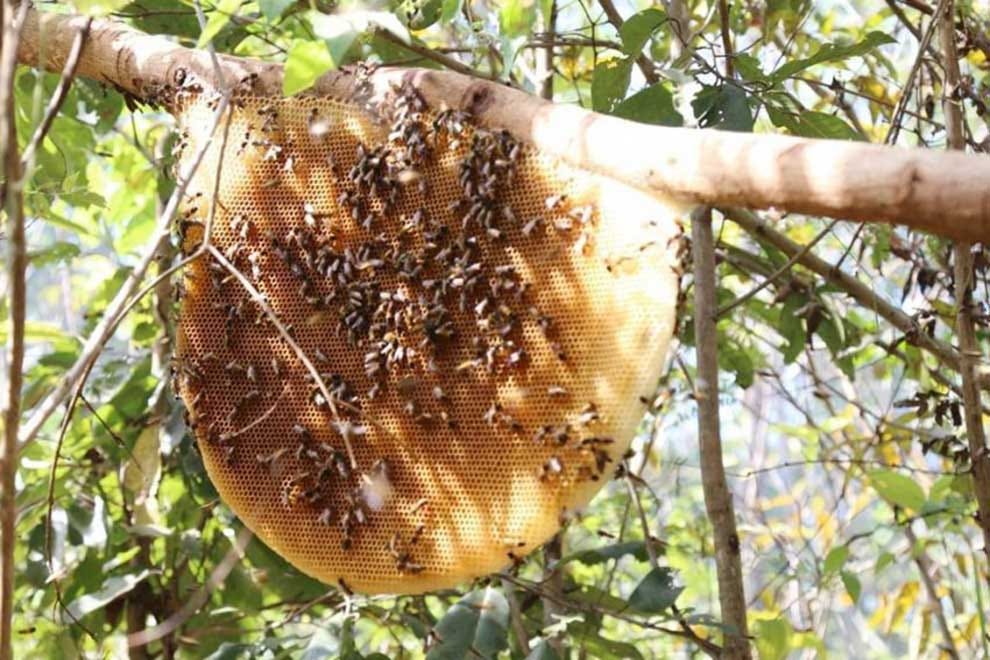 Mondulkiri wild honey earns protected GI status | Phnom Penh Post