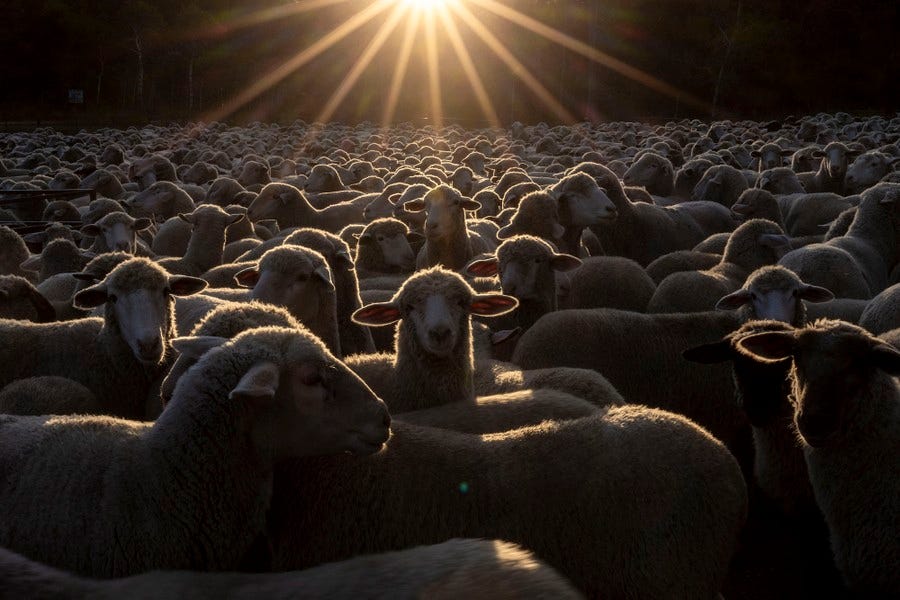 A large herd of sheep, lit from behind