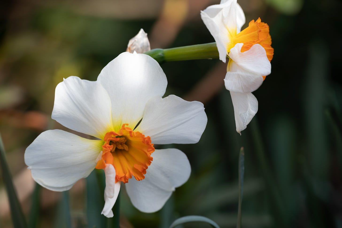 Two Barret Browning daffodils against a blurred background. The flowers have white petals with short orange cups that are less than 1/3 the length of the petals