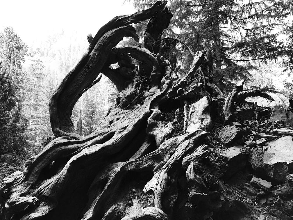 A black and white photograph of weathered tree roots looking like driftwood against the forest and sky behind.