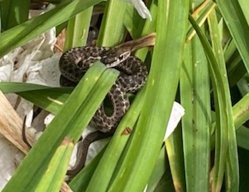 bay garter snake in a day lily