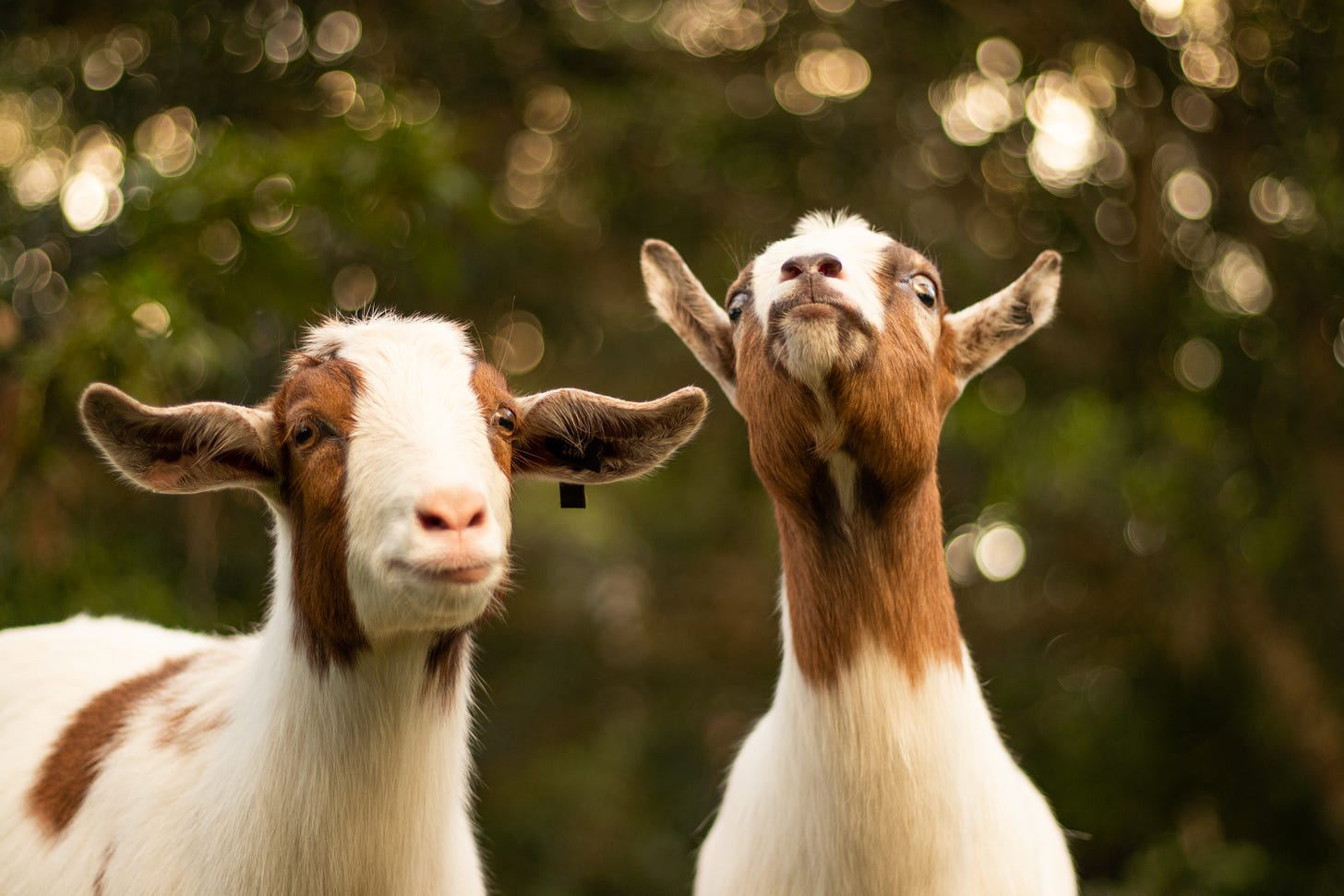 two brown and white goats, one looking derpy and the other looking like an old man who just heard a fart in church