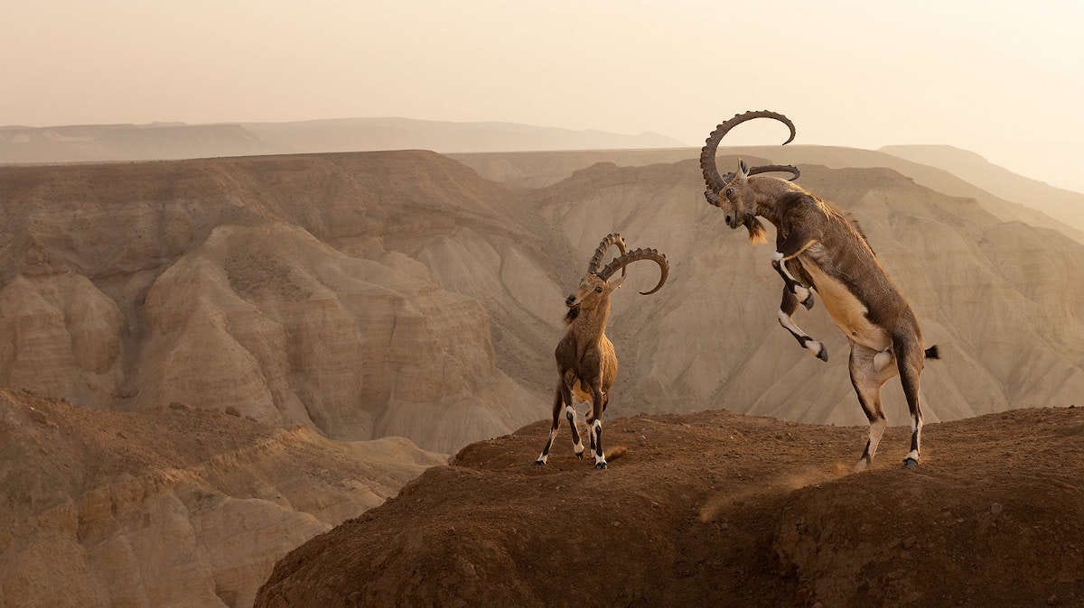 dos íbices nubios, cabras de grandes cuernos, luchan sobre las montañas desérticas de Israel