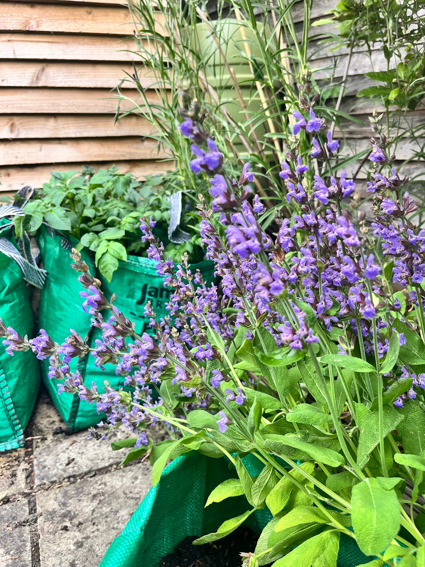 purple sage flowers and potato sacks