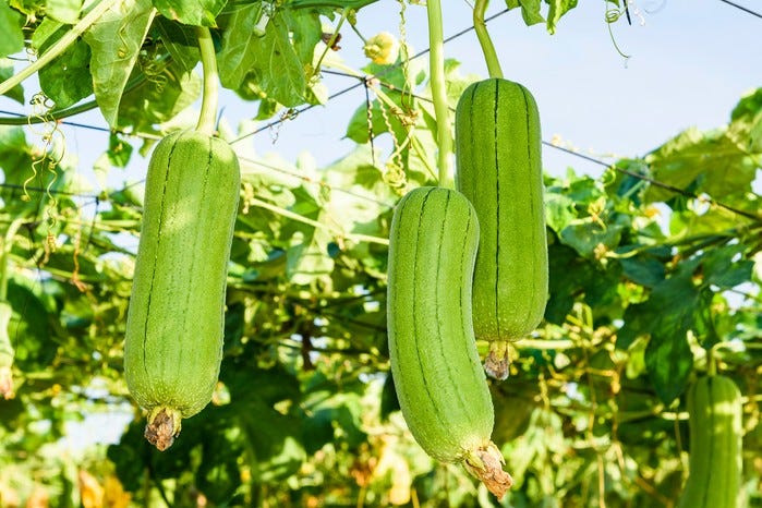 Loofahs nearly ready to harvest. Getty Images