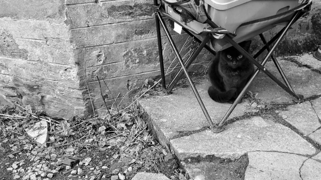 A black cat staring at the camera from beneath a camping chair