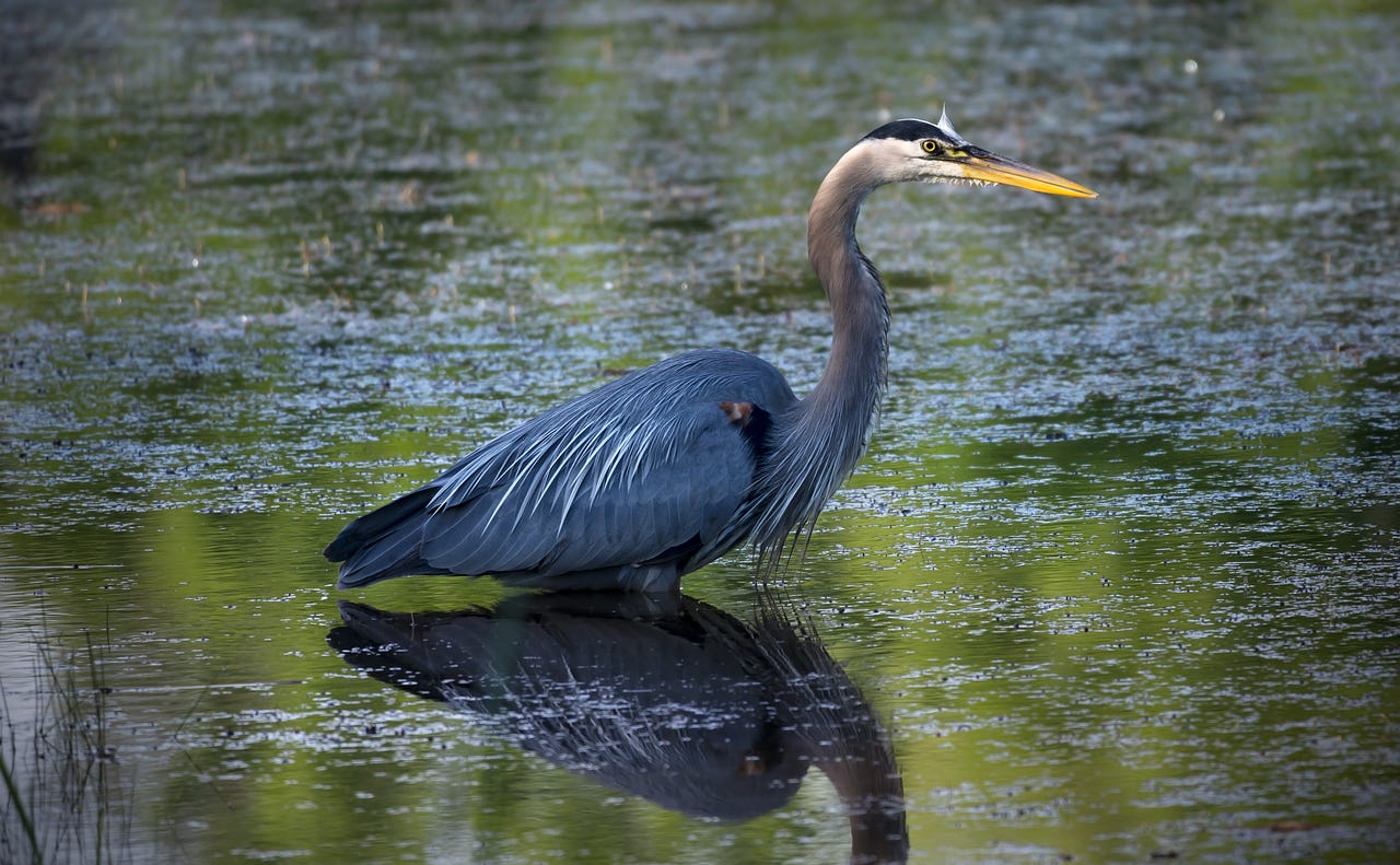 Blue Heron image by Ted Erski from Pixabay.