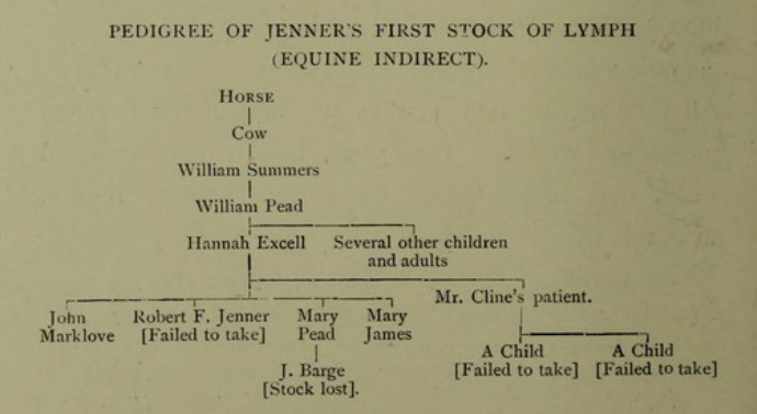 A chart showing various arm to arm vaccinations carried out by Edward Jenner. Chart reads Horse - Cow - William Summers - William Pead - Hannah Execell & several others - then 2 sets of vaccinations one by Jenner and another by Cline - then the final vaccinations with the lymph which was then lost