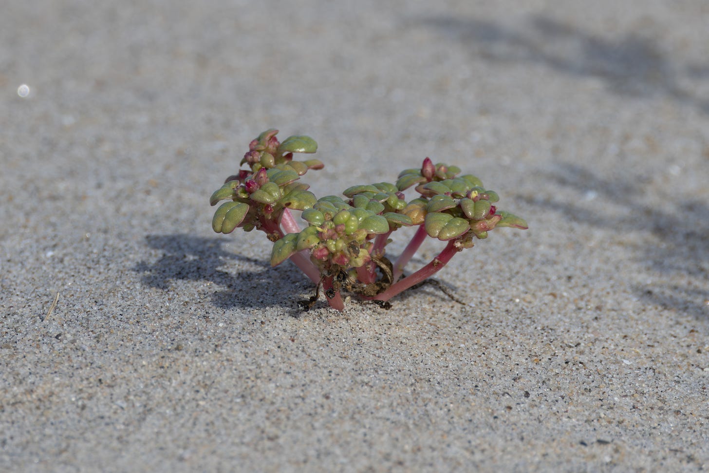 a small plant with a bunch of ~10 short stems sprouting from one spot in the sand, each stem leading to a small, oval, pale-green leaf, edged with pink, with deep veins.