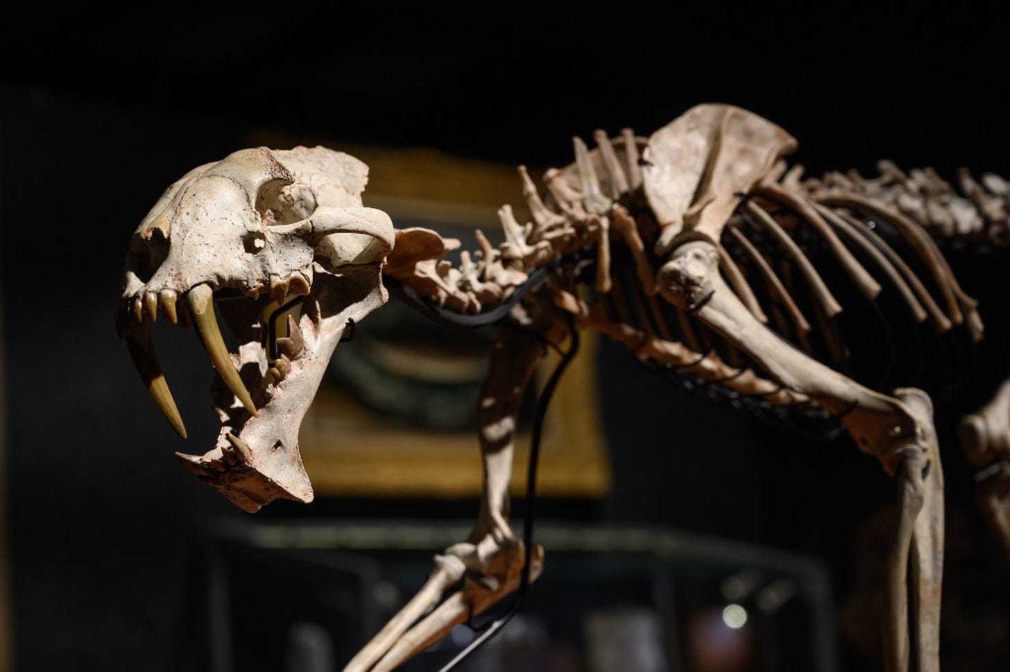 Saber-Toothed Tiger' Skeleton up for Auction