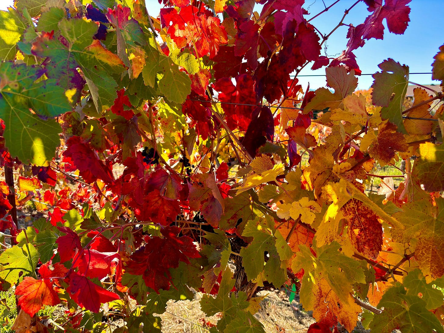 a bunch of leaves that are on a tree a bunch of leaves that are on a tree