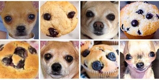 Muffin or Chihuahua: Confusion Matrix and the Base Rate Fallacy – Neurabites