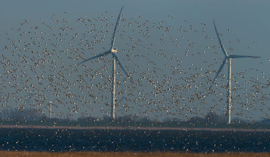 A flock of hundreds of white birds flies next to several large white wind turbines