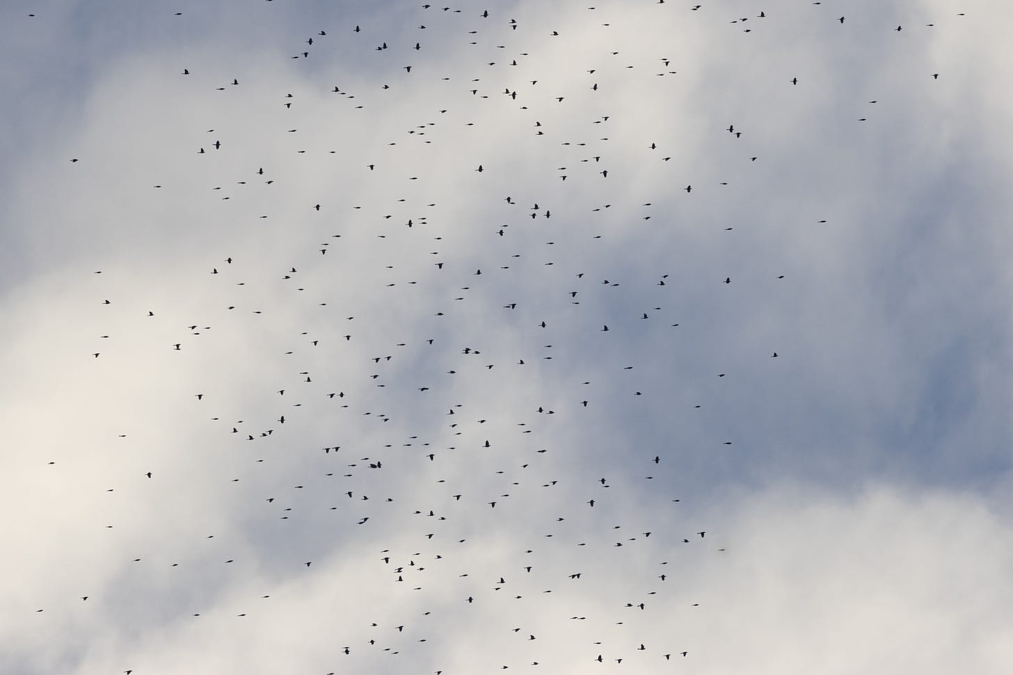 hundreds of black bird-shaped specks flying to the right against a cloudy sky