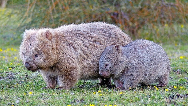 strategic leadership lesson - wombat