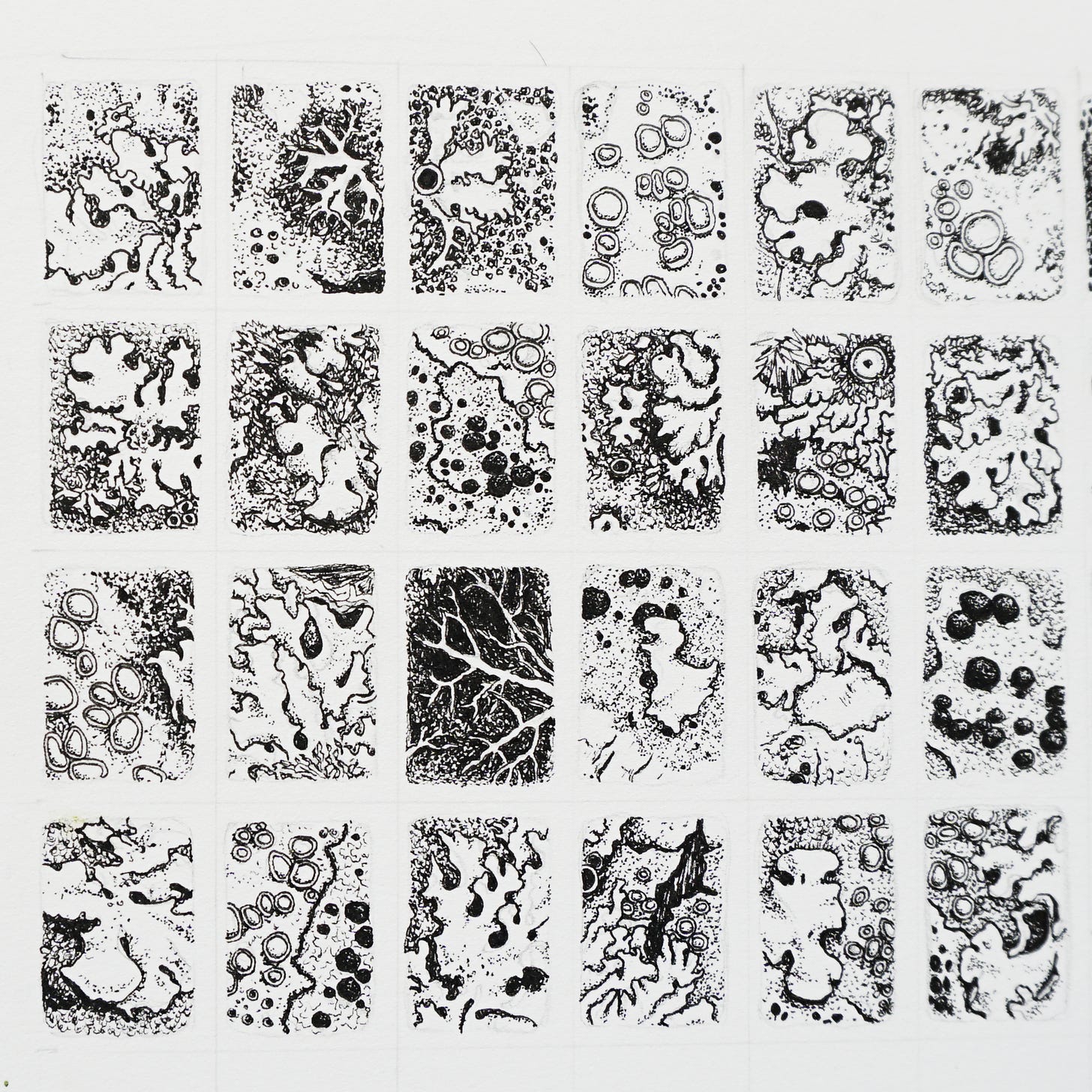 A sheet of white paper with 24 equal sized panels of black ink drawings of lichens. Each captures a tiny window of noticing, details observed from looking at different parts of the same twig, day after day.