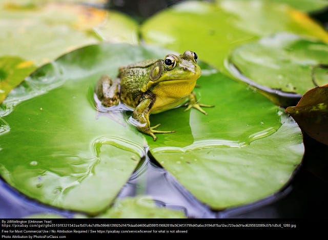 a free picture of a frog i found online. Green, sitting on a lily pad, iconic.