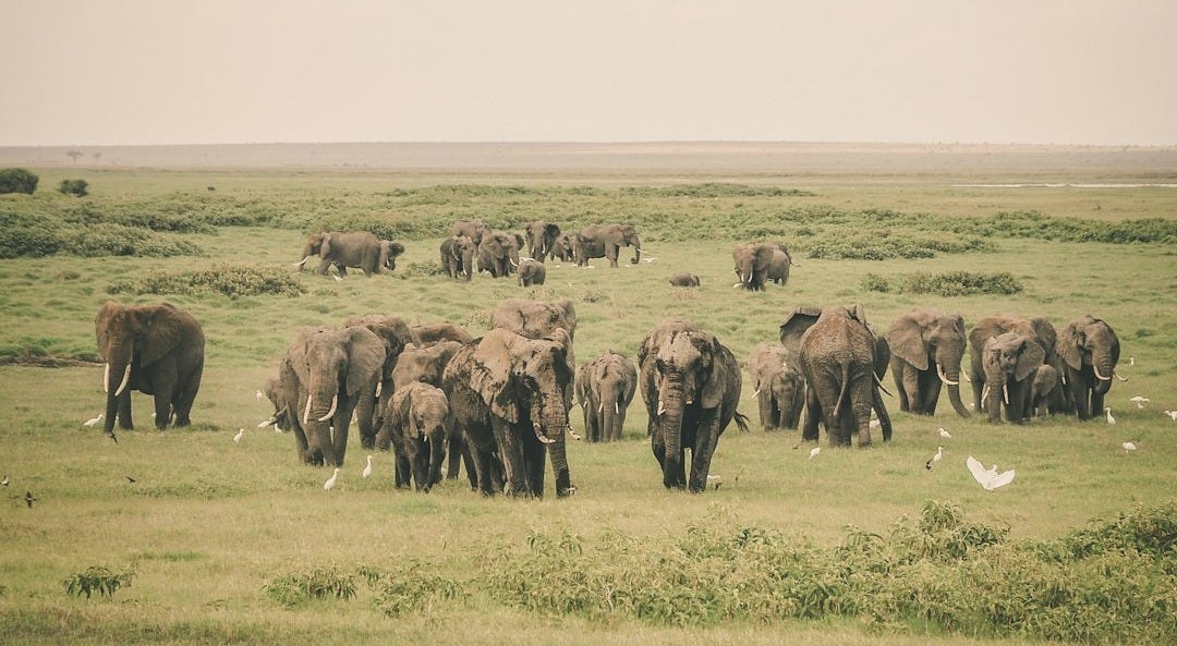 group of elephant in jungle