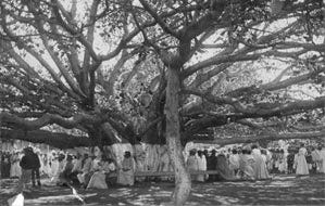 ID: Banyan fig much larger now, archival photo