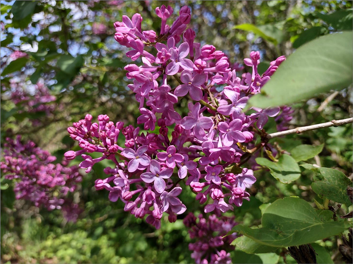 Spring lilacs bloom at the same time Pinot Noir buds open.