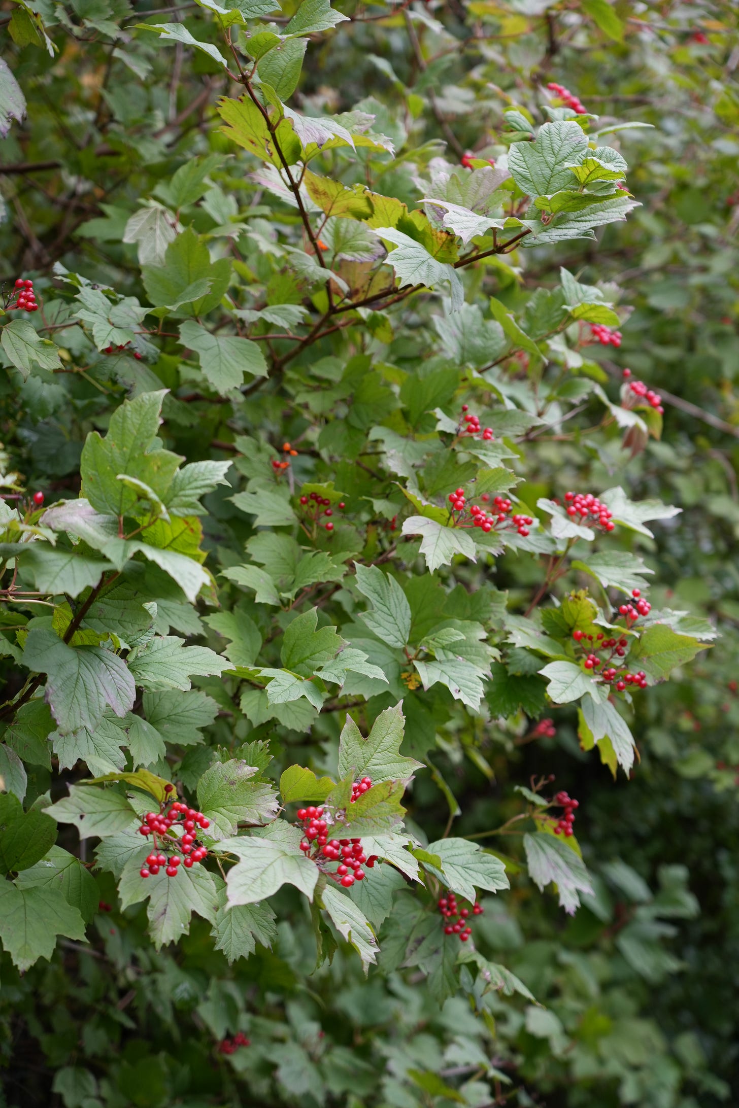 Berries on Viburnum opulus in early autumn