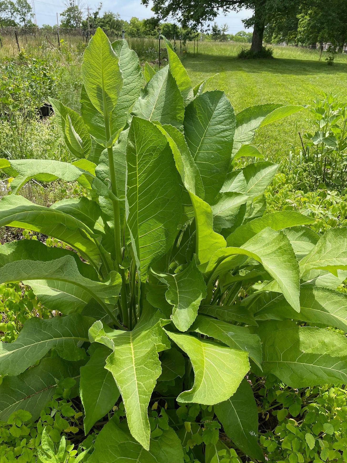 Springtime for elecampane among the jewelweed