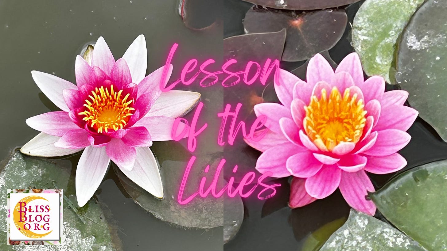 two pink water lilies, one more vivid, more pale, with bight yellow centers