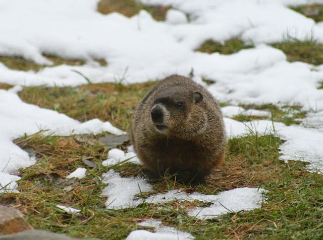 A groundhog stands in the midst of grass with patchy snow cover, looking slightly to our left.
