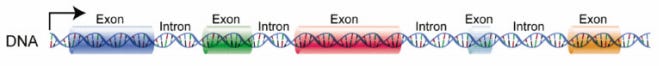 DNA helix with colored exon sections broken up by uncolored intron sections. 