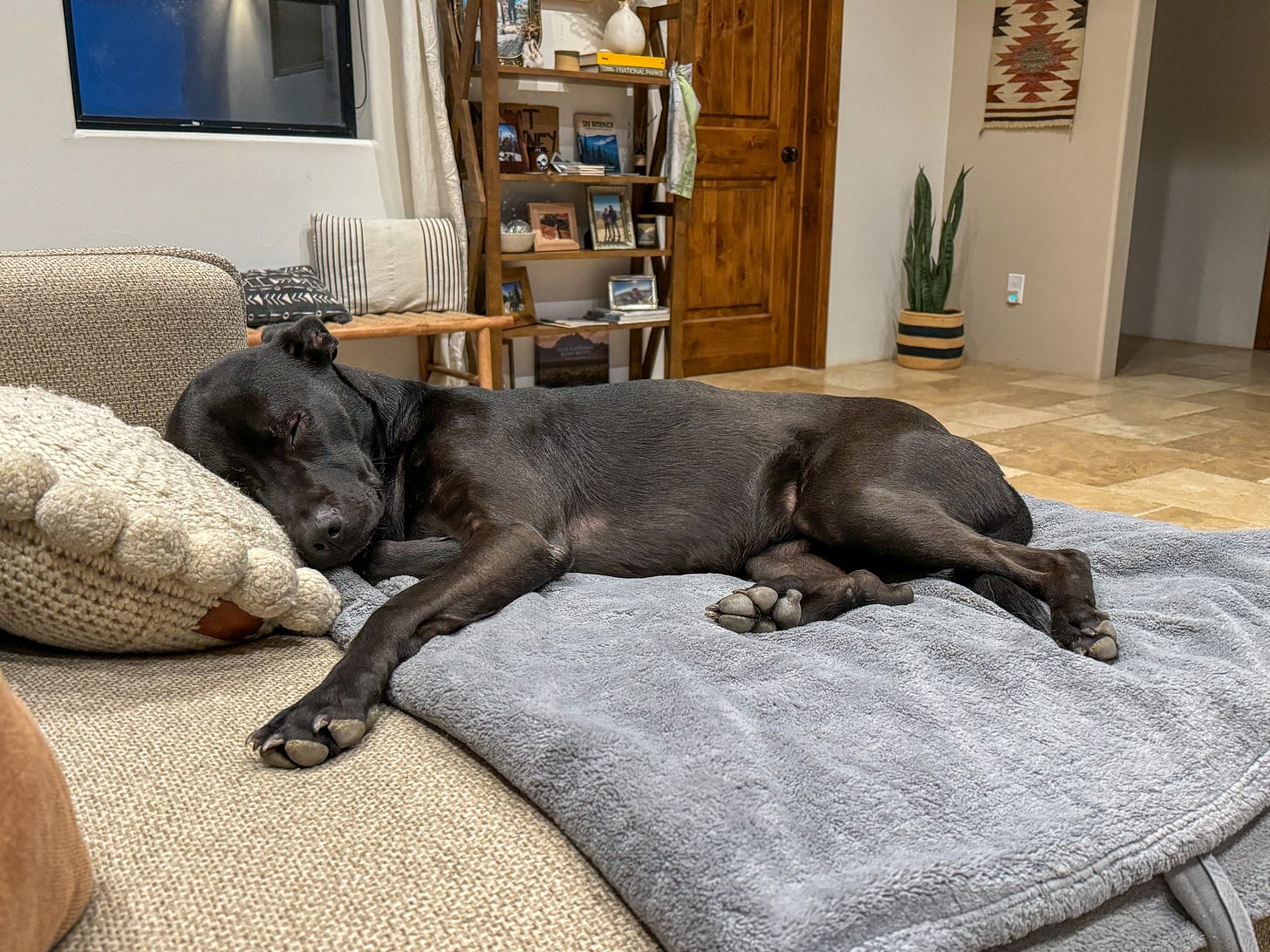 A black dog naps with her head on a round white pillow while on the couch. She is sleeping on a gray blanket.