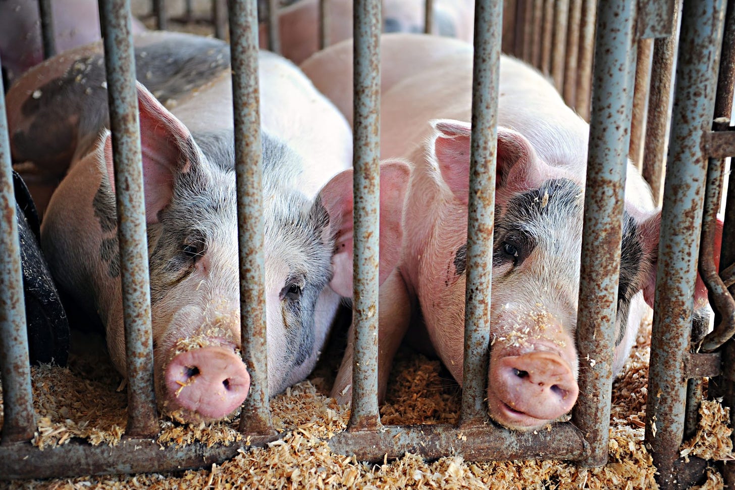 Factory Farm Exemptions from Key Environmental Law Challenged in Court -  Animal Legal Defense Fund