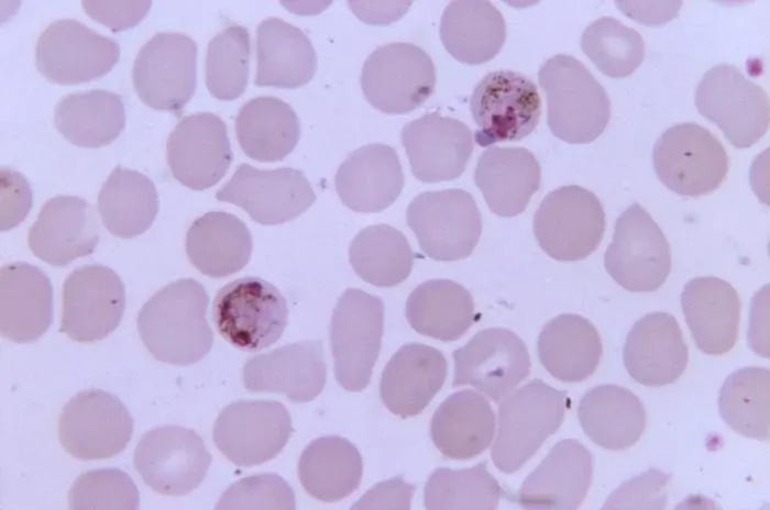 This thin film blood smear photomicrograph reveals the presence of two Plasmodium malariae schizonts, which cause malaria. (CDC/Dr. Mae Melvin)