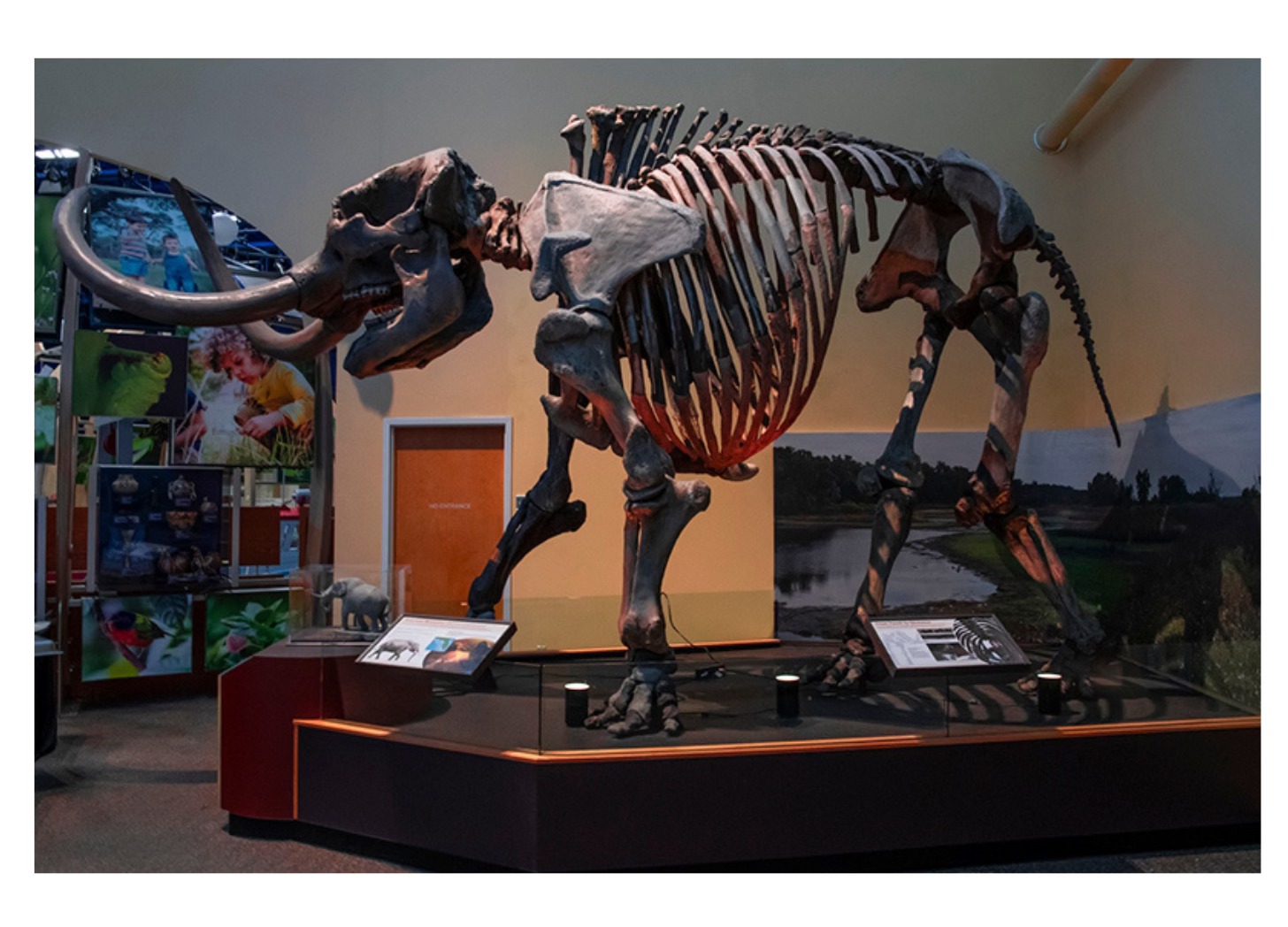 Fossilized skeleton of a mastadon displayed in a museum.