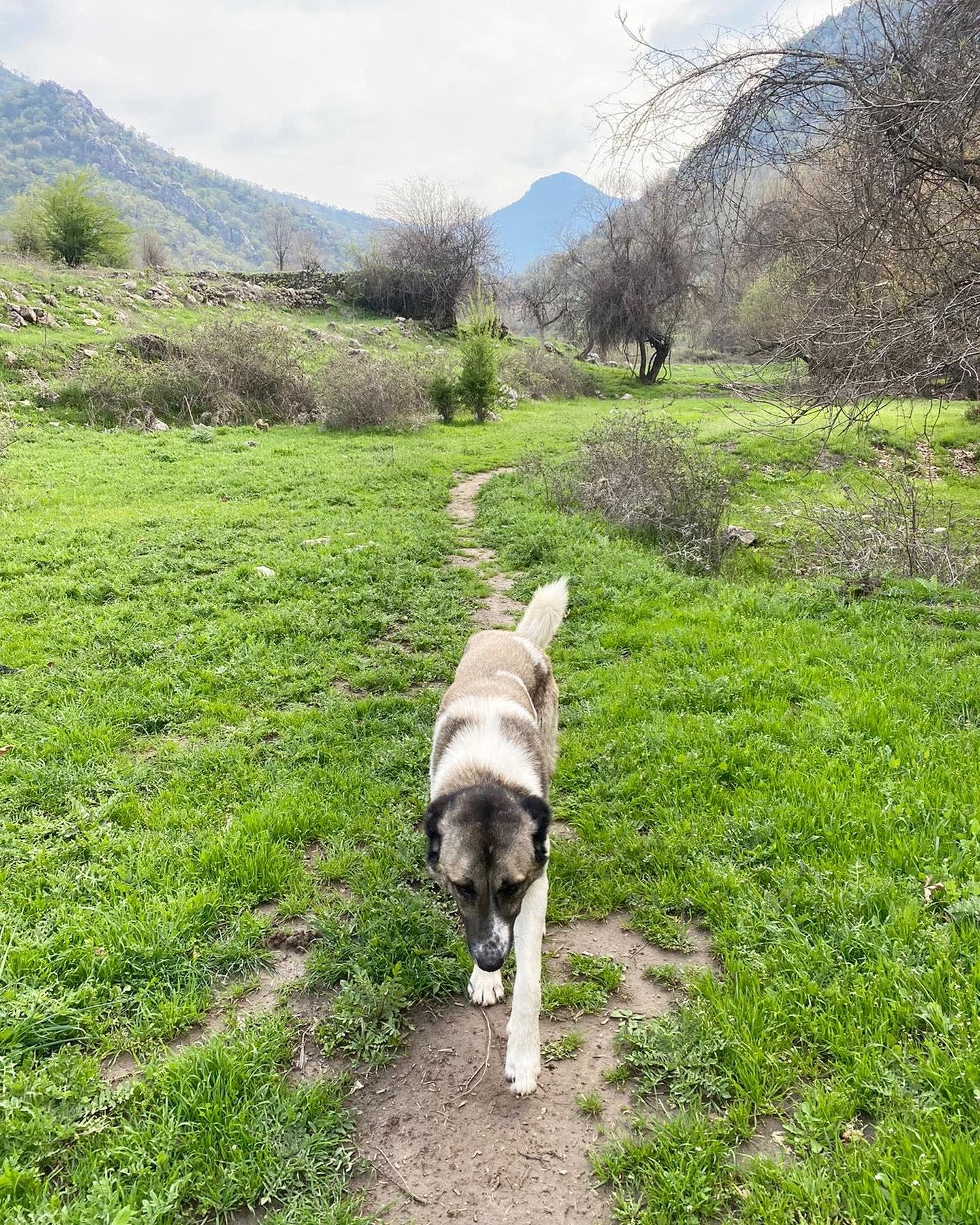 Grassy trail with bushes and mountains in the background.