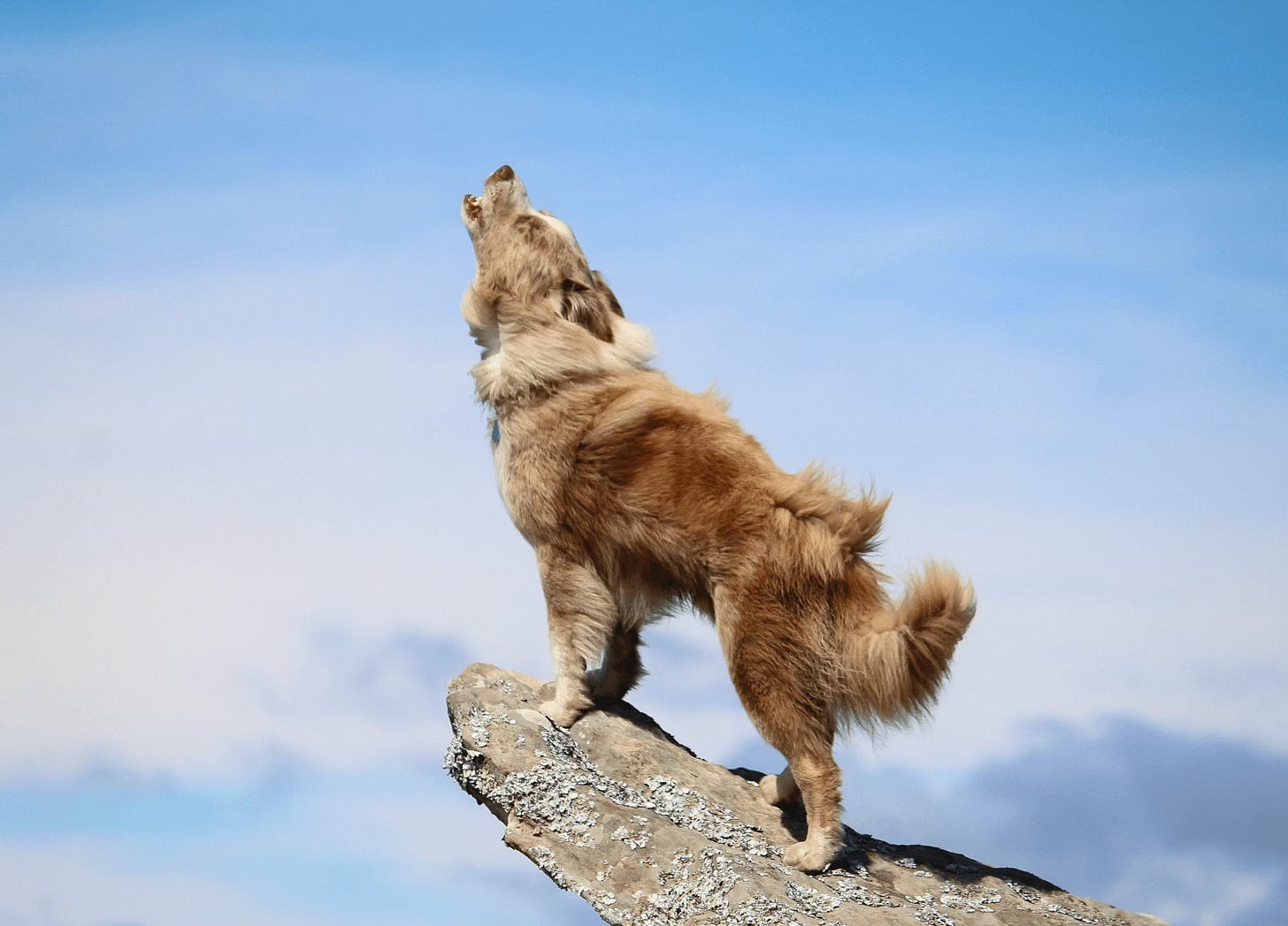 Howling dog