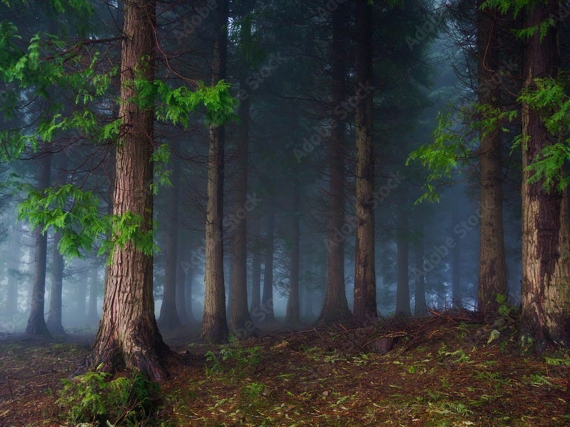 Póster, Lámina dark forest, 40x24.5 cm