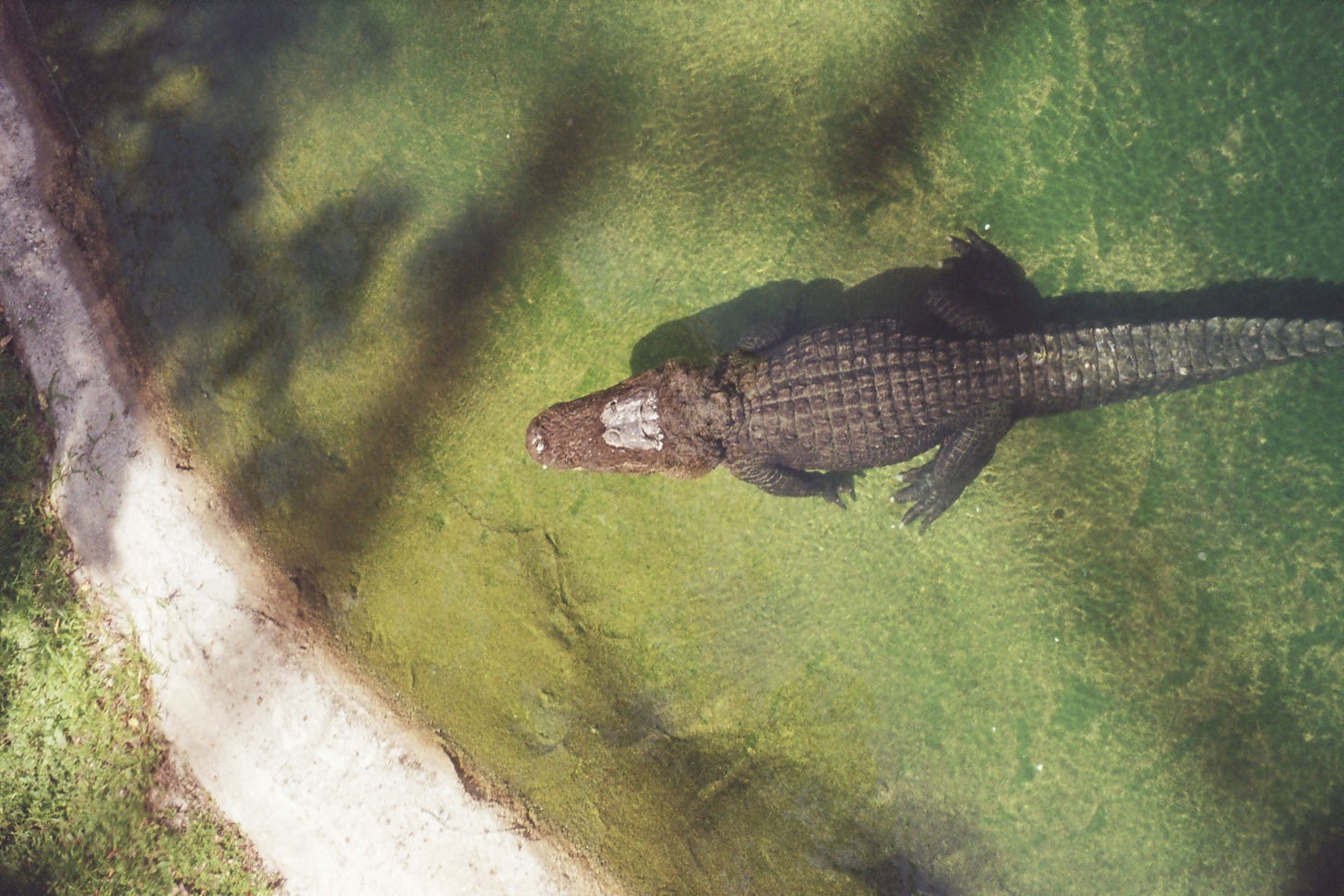 Alligator in Florida