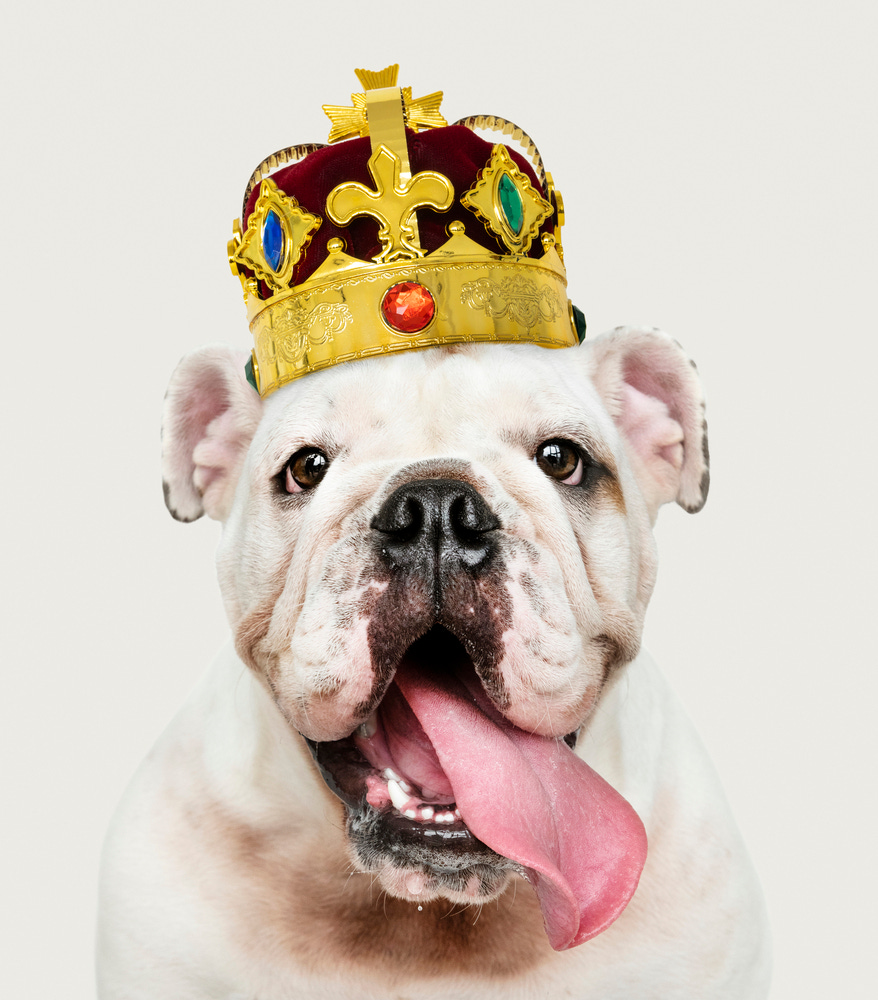 White boxer dog wearing a crown, with his tongue hanging out