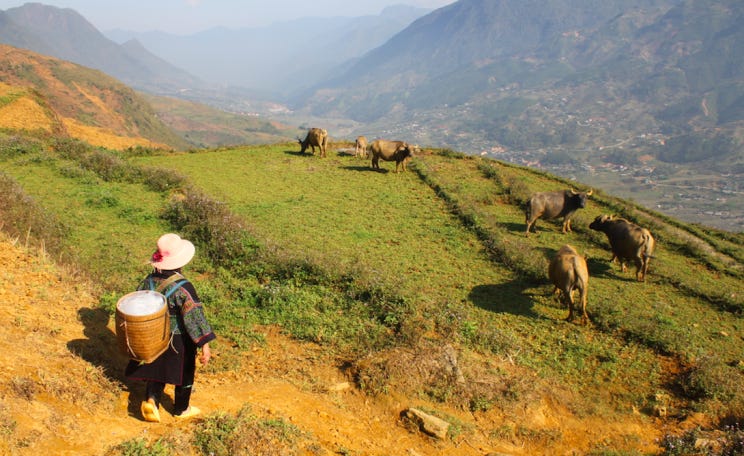 Vietnam | The Ecologist
