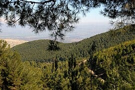 File:PikiWiki Israel 14887 Birya Forest.jpg