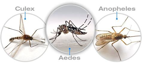 Types of Mosquitoes and How They Affect Us? | Best mosquito repellent ...