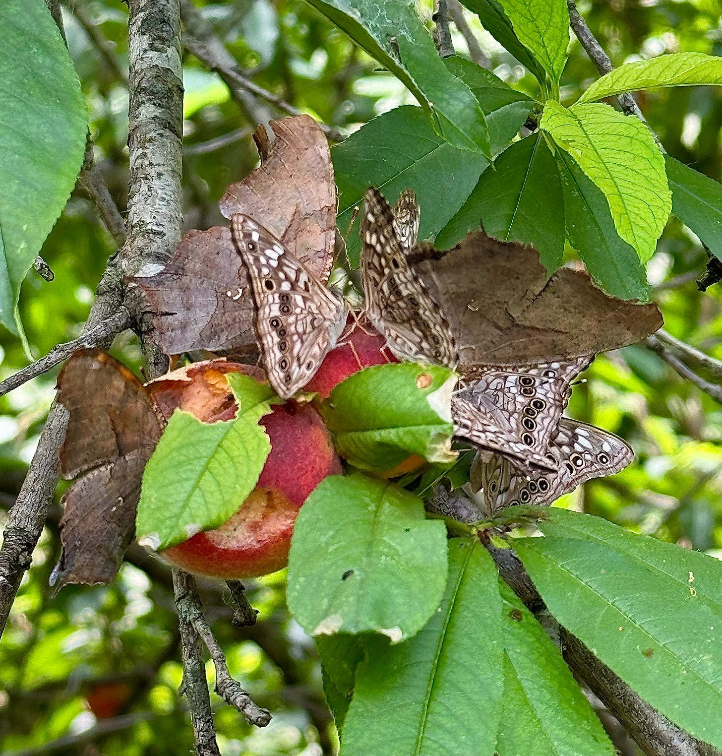 Butterflies on ripe peaches on the vine