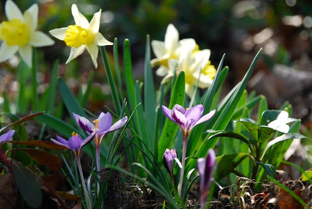 Narcissus ‘Topolino’ is one of my favorite, as it pops up in early spring. It is seen here at Gilmore Gardens with Crocus ‘Spring Beauty.’