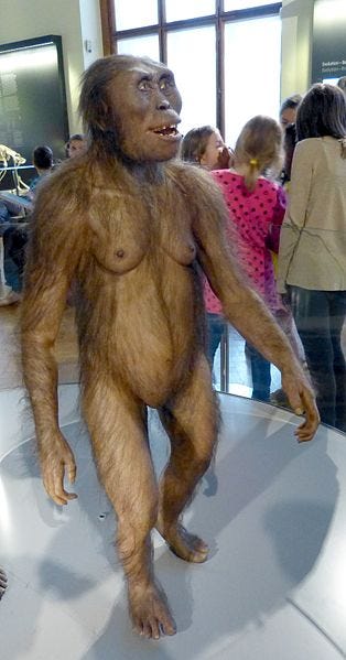 File:NHM - Australopithecus afarensis Modell 2.jpg