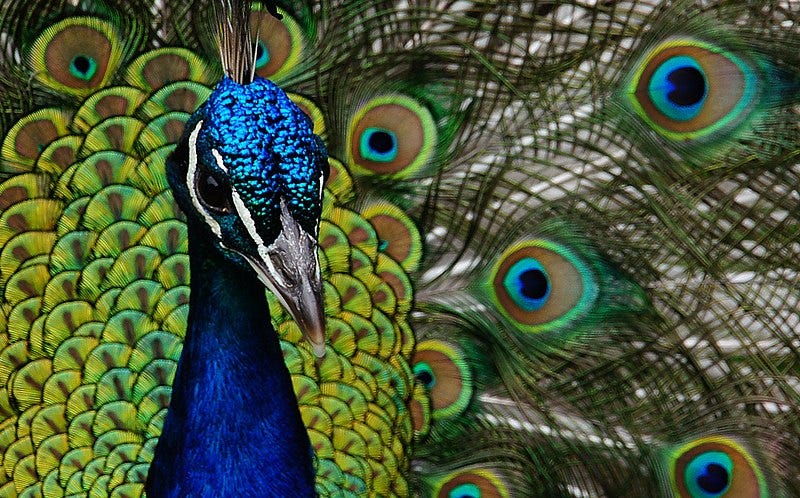 File:Peacock. (8315385611).jpg