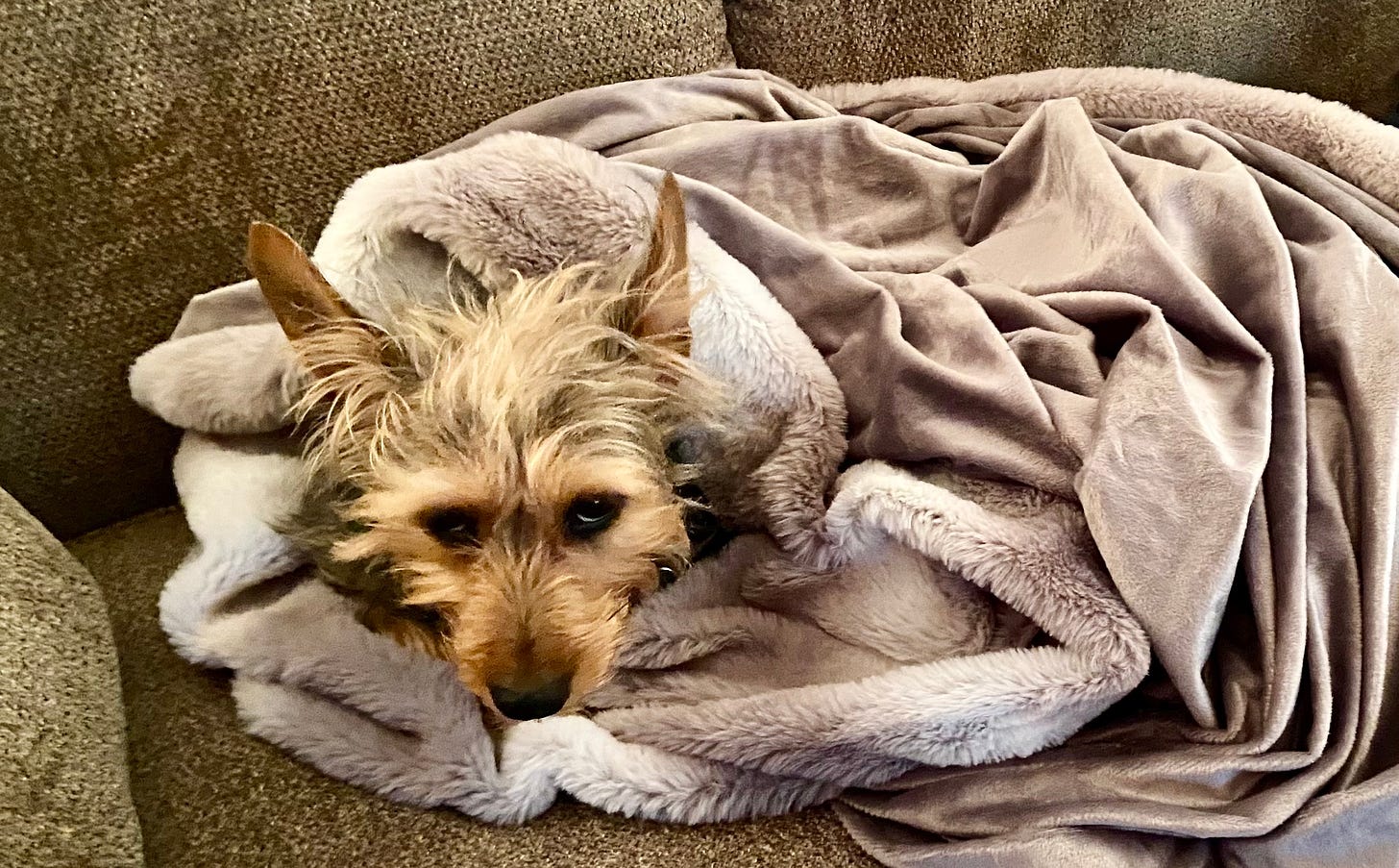 A tan and black terrier fully encased in a gray blanket